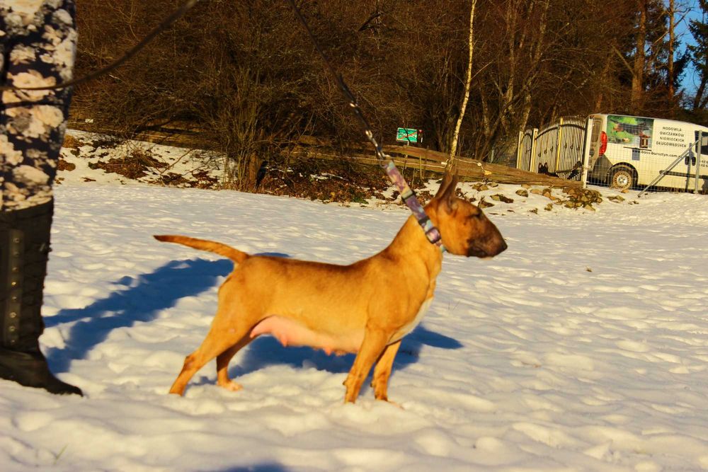 Bulterier miniaturowy umaszczenie rude suczka FCI/ZKwP