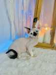 Kocurek Devonrex Raffaelo point  Wcf