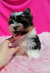 Suczka Biewer Yorkshire Terrier York Yorki