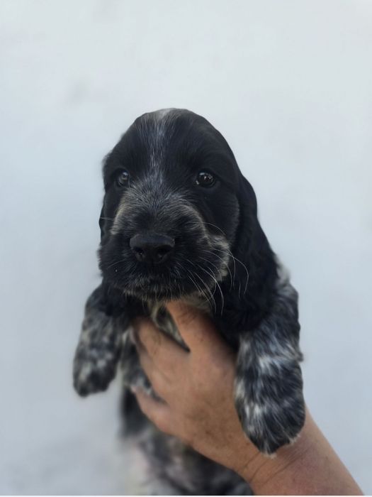 Sprzedam psa rasy Cocker spaniel