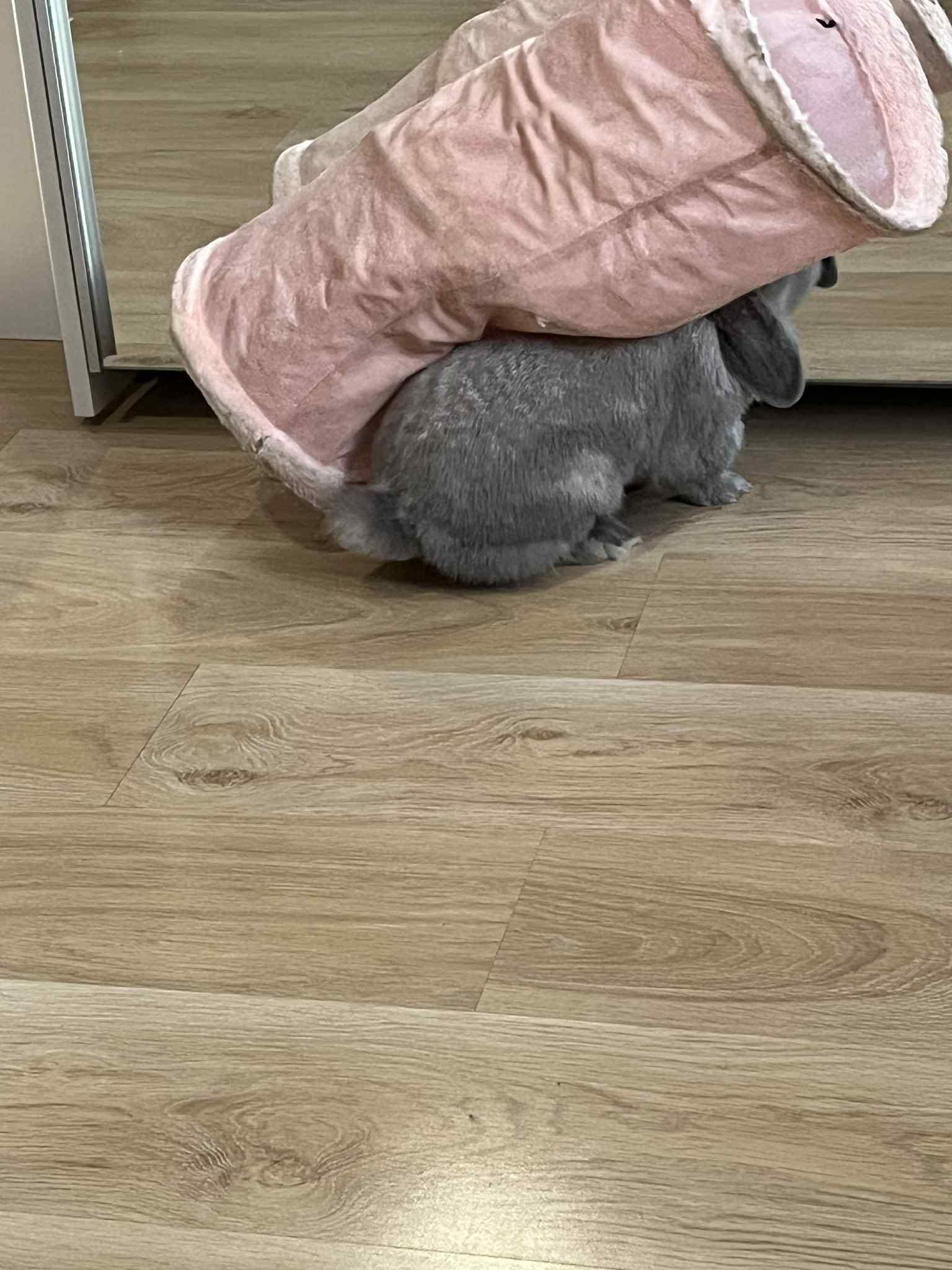 Oddam królika w dobre ręce