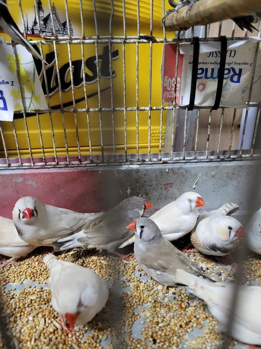 Zeberki australijskie