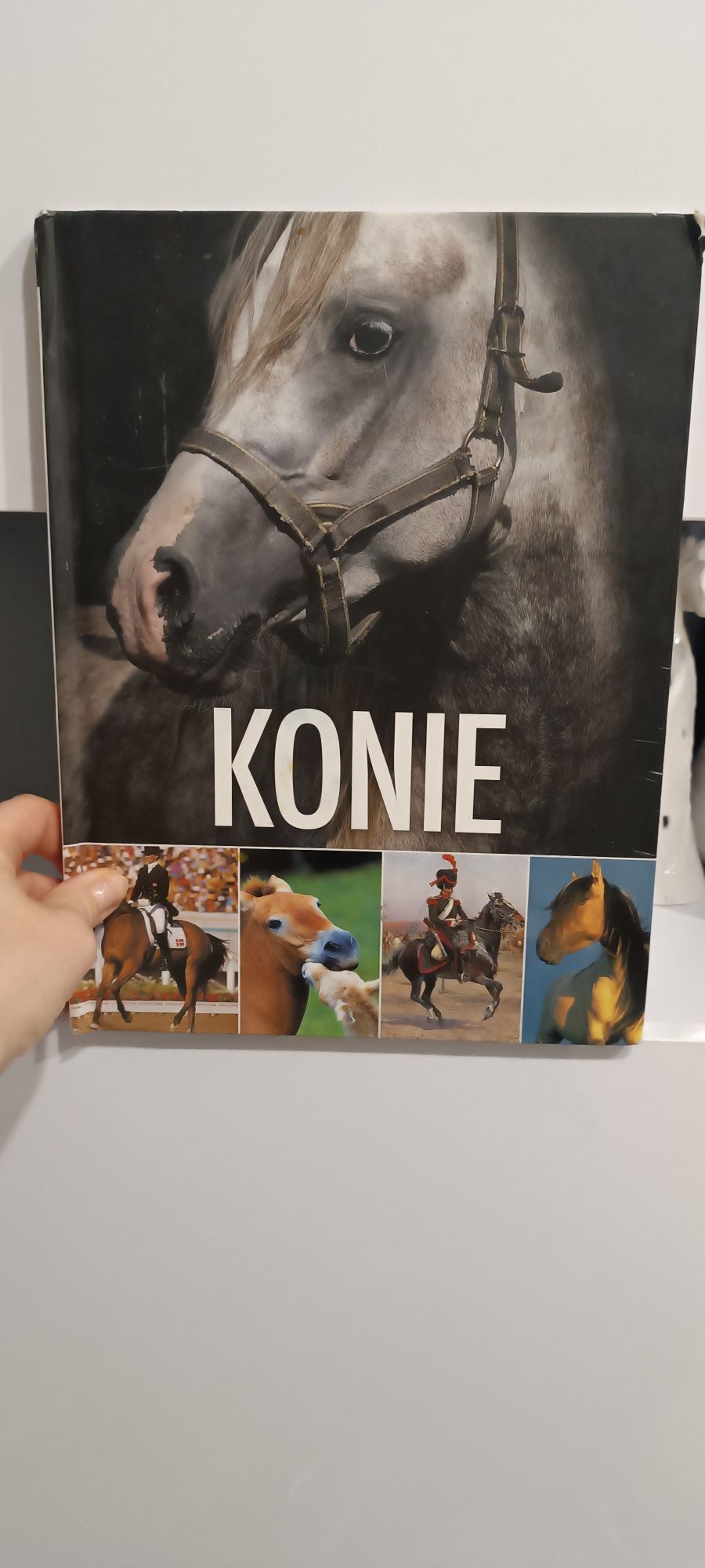 Konie dla miłośników koni