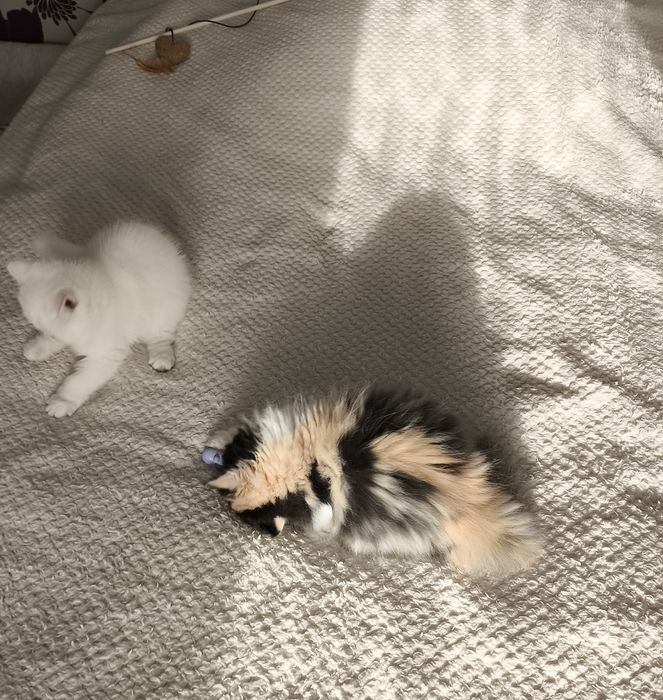 Mega słodziak koteczka pers