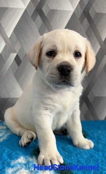 Щенки Лабрадора ретривера