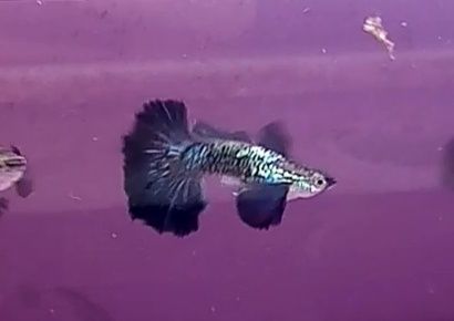 Rasowy gupik Blue dumbo half moon snakeskin