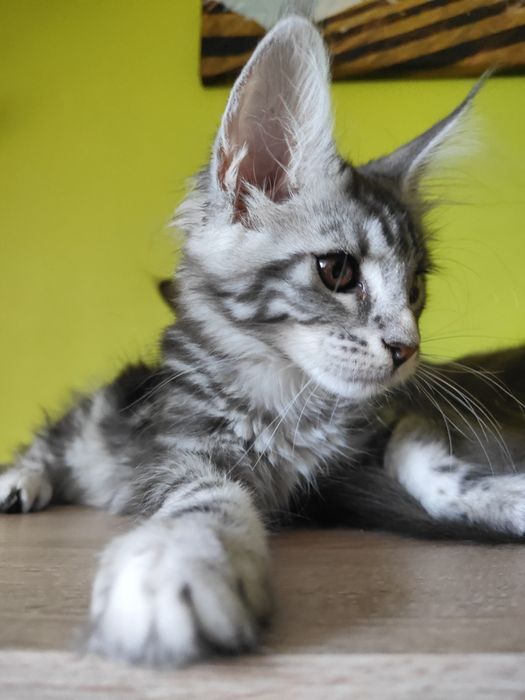 Goya kotka Maine Coon