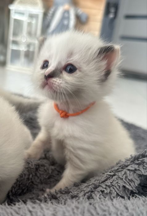 Cudna kotka rasy Ragdoll