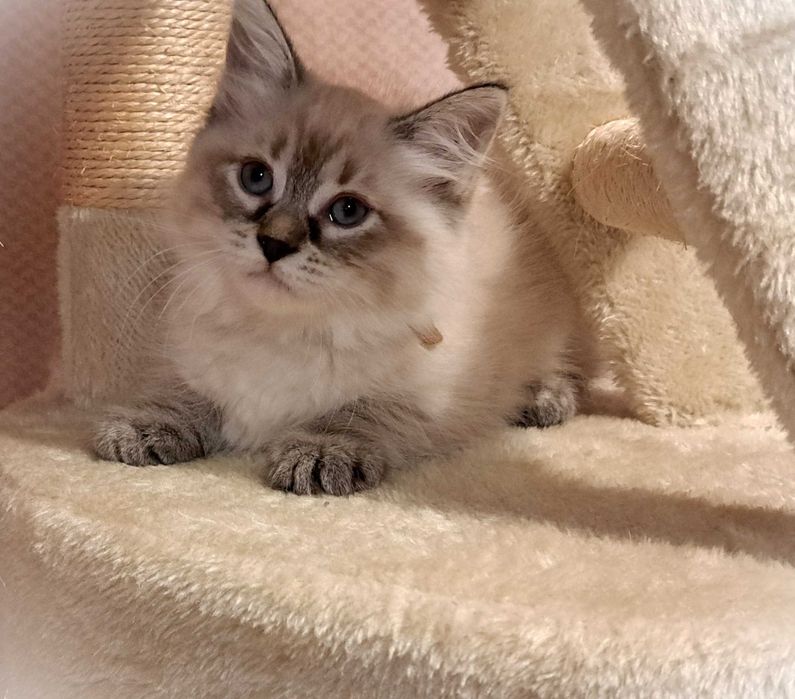 Koteczka Syberyjska Neva Masquerade – Greta, brązowa obróżka PZF