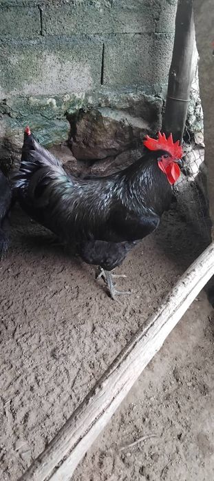 Várias raças de galinhas ornamentais