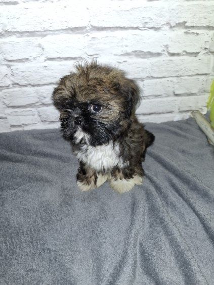 Suczka rasy SHIH TZU