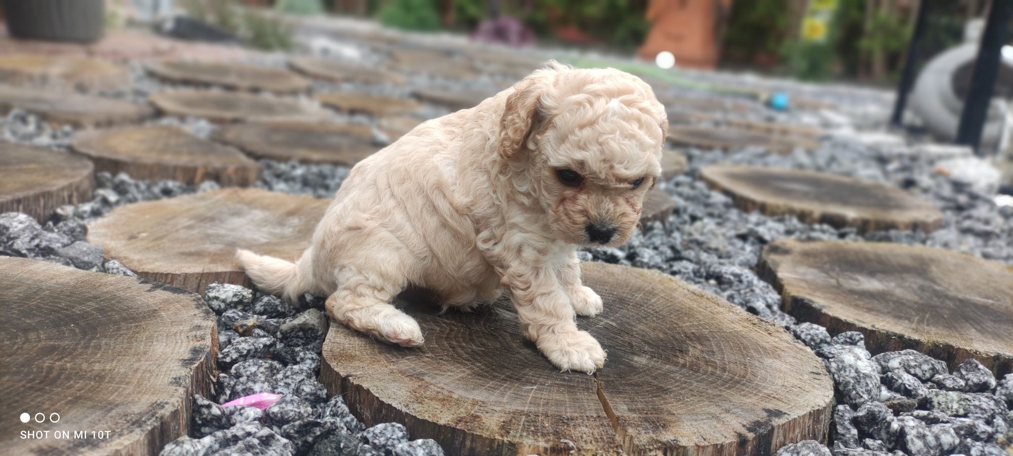 Suczka pudel miniaturowy z metryką