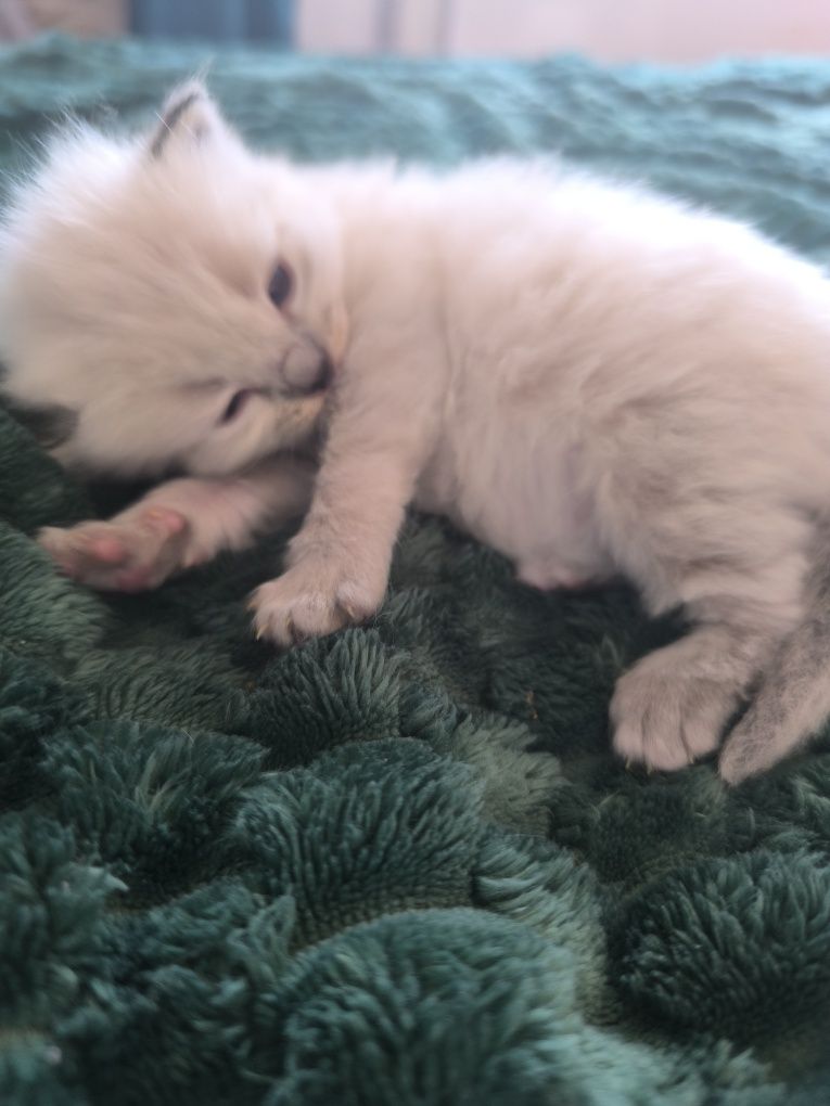 Ragdoll Point Tabby,rodowód FPL, wielu utytułowanych przodków