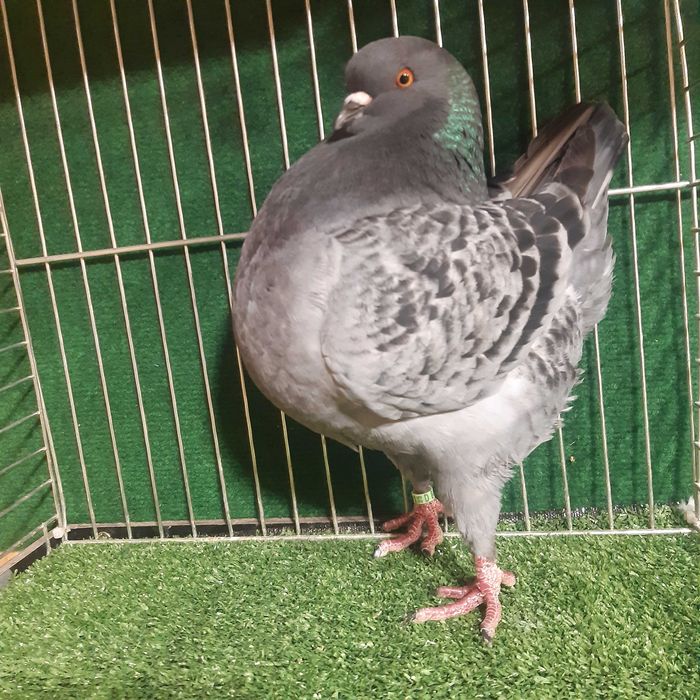 King kingi gołębie samica groch