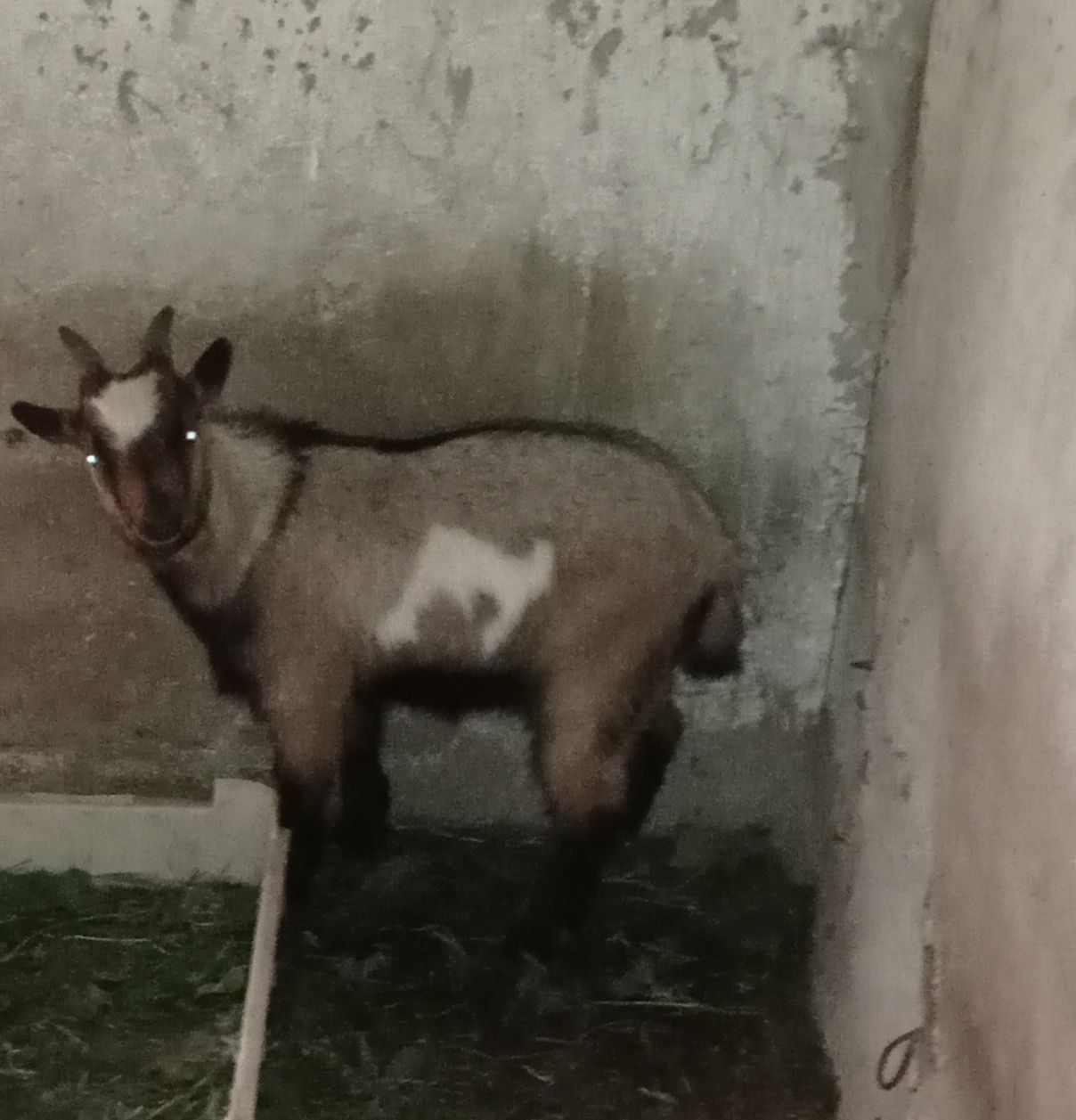 Vendo cabras/chibos