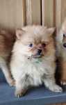 Szpic miniaturowy pomeranian