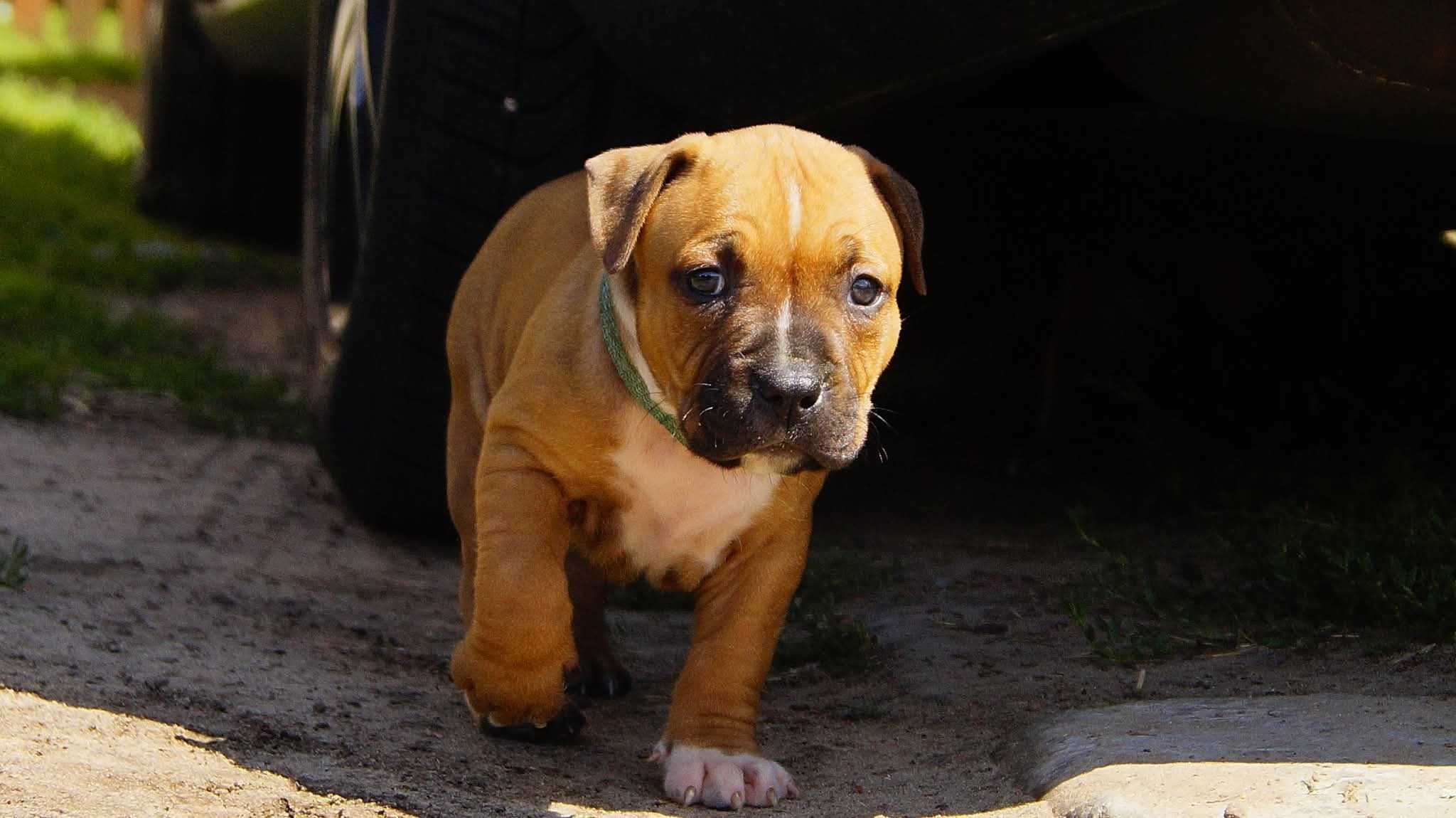 Amstaff FCI szczenięta- sunia Electra