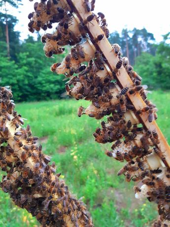 Matki pszczele Buckfast HYG+ odporne na warroa i choroby