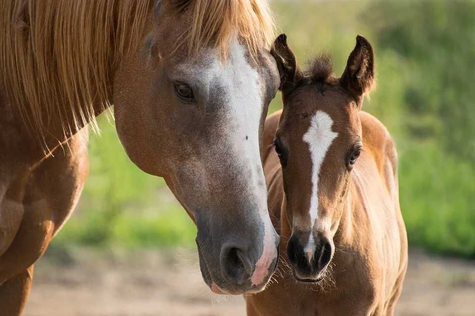 konie żrebaki kuce mleko w proszku posypka dla koni