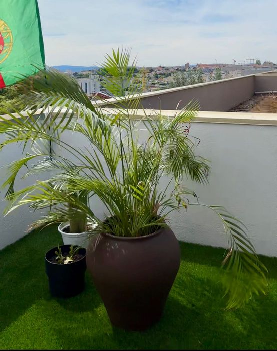 Palmeira Areca de Interior