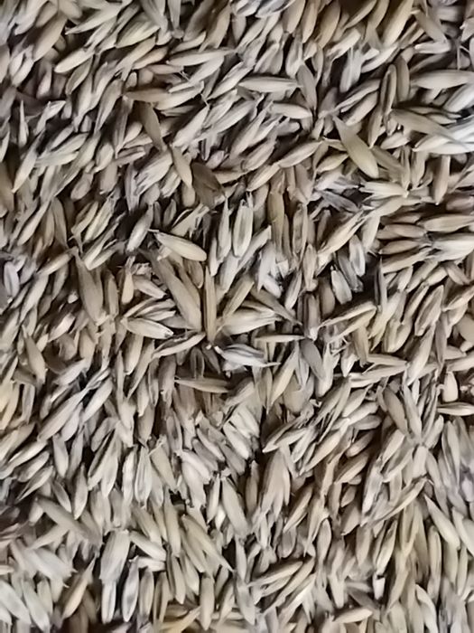 Owies bingo tegoroczny