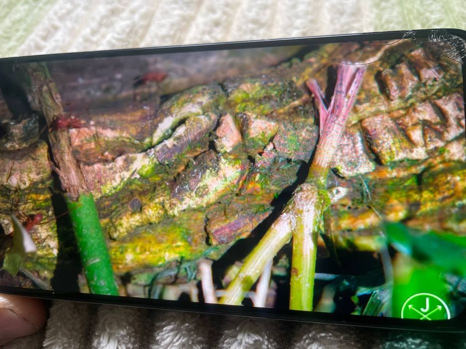 Motorola g54 12/256