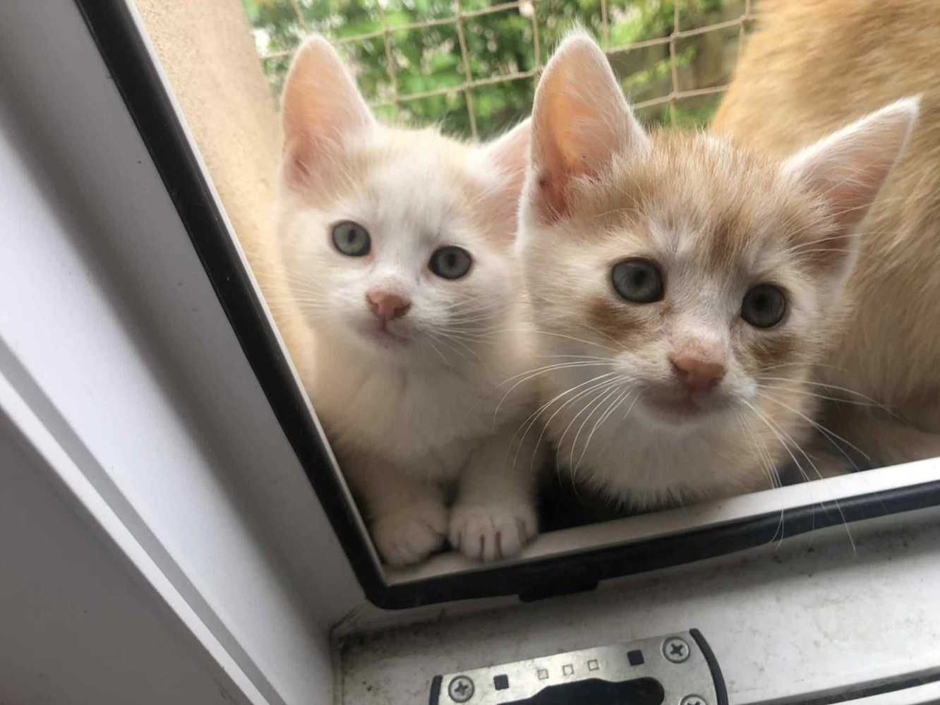 Rudo-biały,mały kotek,opiekuńczy kocurek z domu tymczas.ADOPCJA