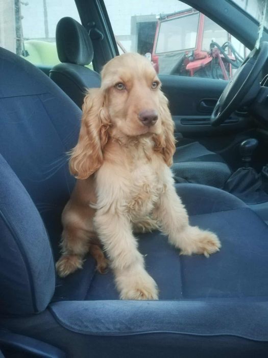 Piesek Cocker spaniel