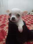 Chihuahua disponível