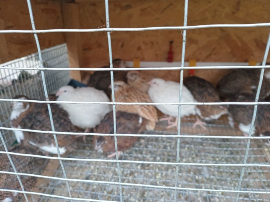 ПЕРЕПІЛКА мясо також тушками