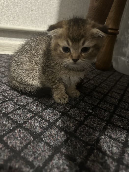 Віддам даром кошеняток