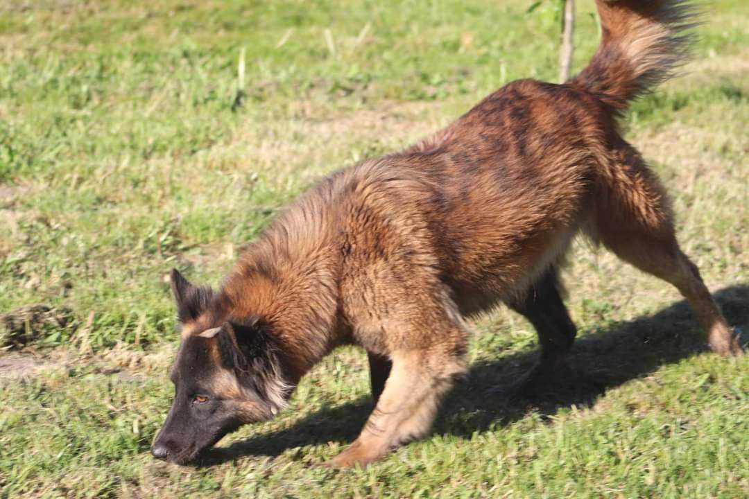 Sara - czeka na domek. Pokochaj na zawsze