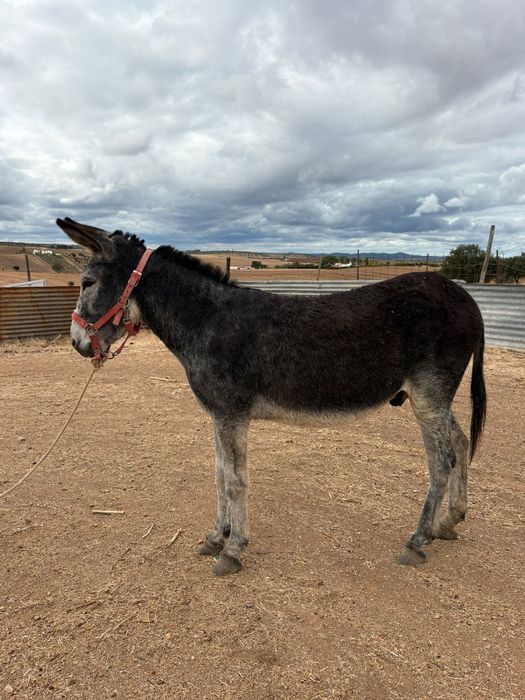 Vendo burro com 6 anos