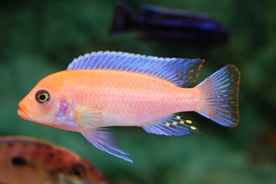 Metriaclima estherae, Pyszczaki, malawi,  wysyłka