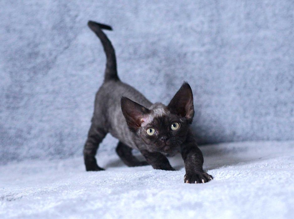 Czarna dziewczynka Devon rex rodowód FPL