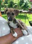 Suczka Whippet ZKwP / FCI