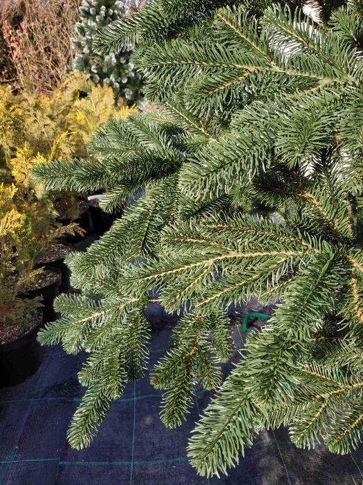 Штучна ялинка Ковалівська 1.8 м • Лита преміум-хвоя • Як жива