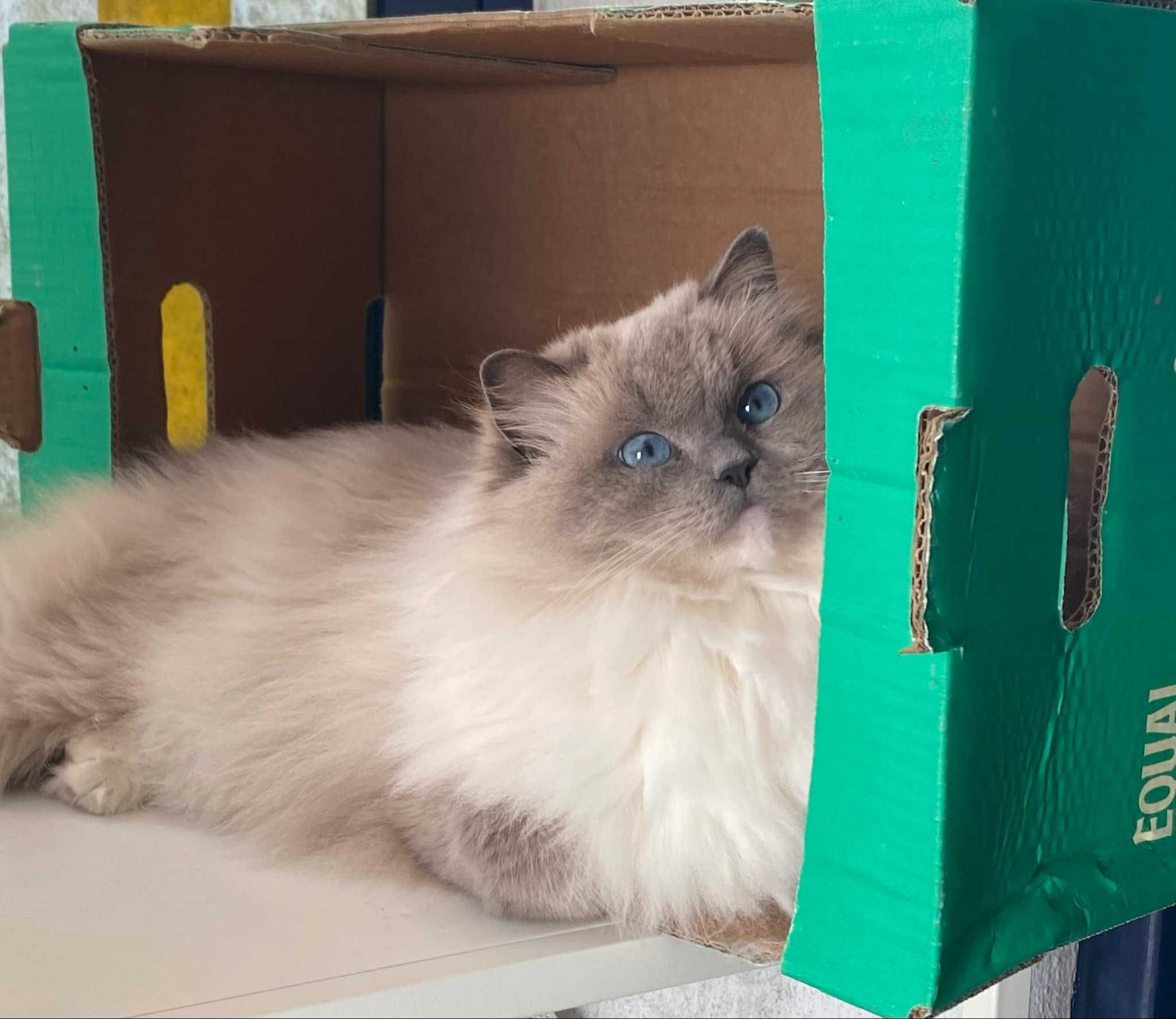 Gatinha Ragdoll com pedigree