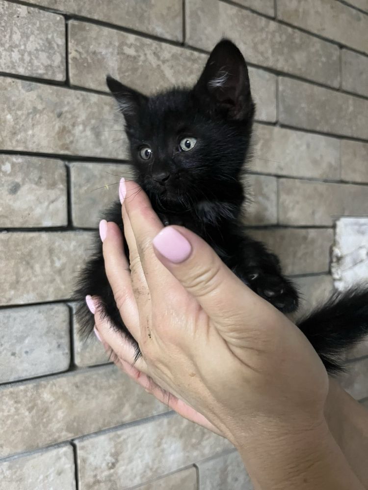 Кошенята коти шукають дім