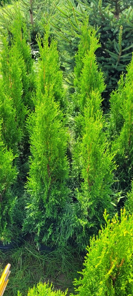 Tuja Smaragd 120 cm Promocja 100 tuje szmaragd thuja thuje poznan 80 9