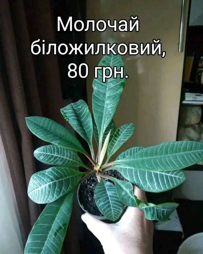 Пропоную пальми -діпсіси,хамедореї,катарактарум,молочай,дріміопсіс