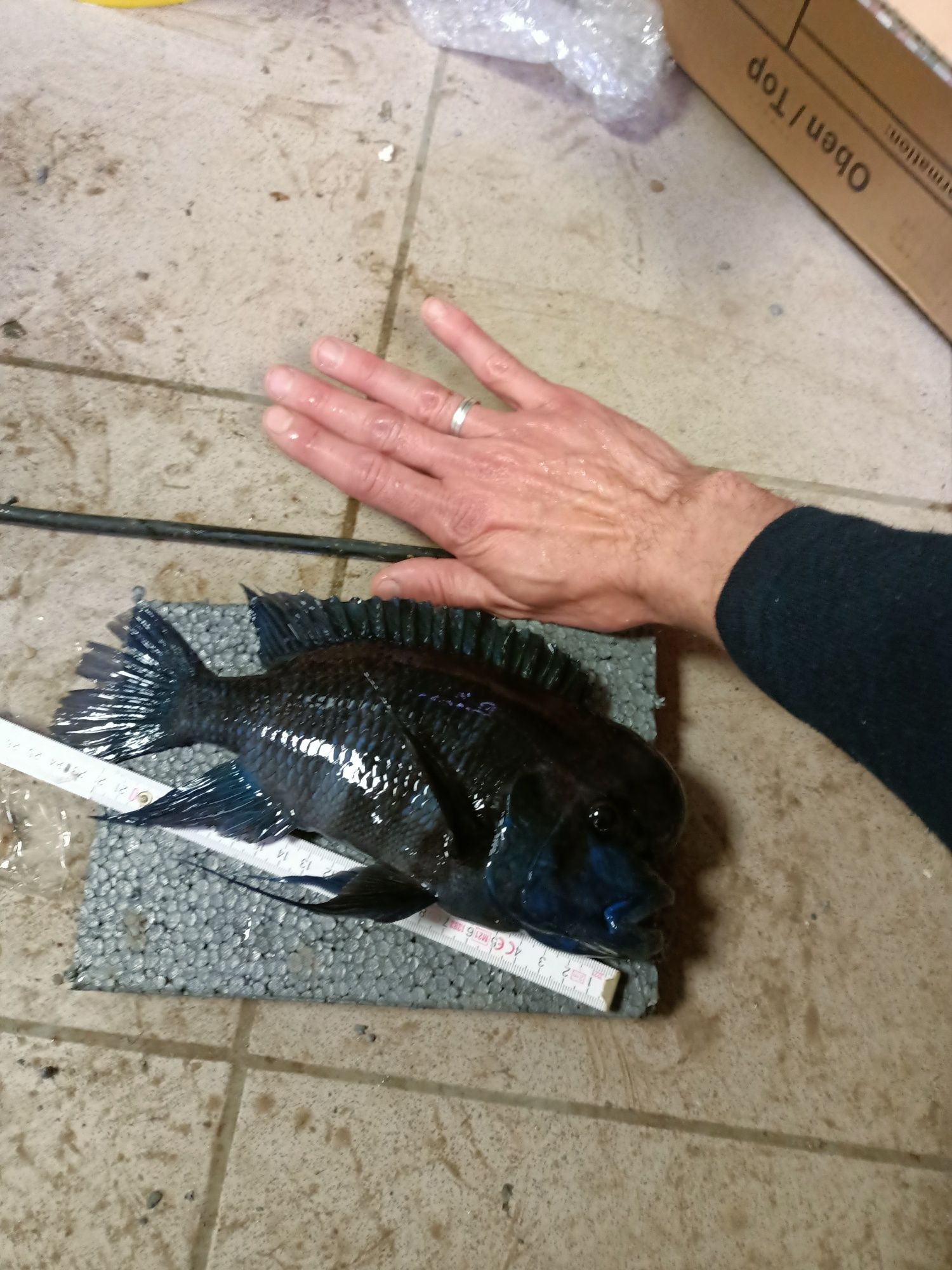 Cyphotilapia frontosa Burundi tanganika