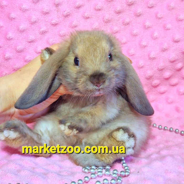 Мини мiнi кролик,карликовые кролики mini lop,висловухий вислоухий бара