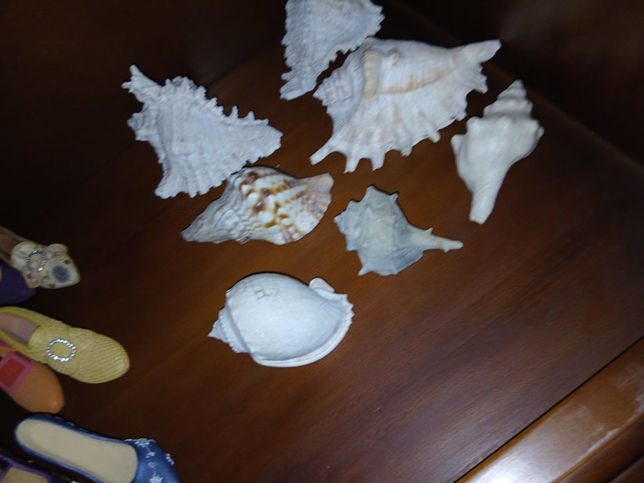 Coleção búzios  por 20 €