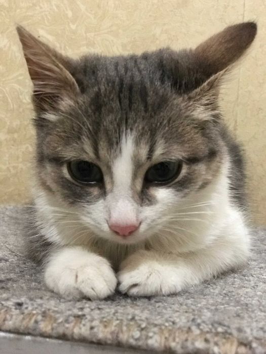 кішечка 3 місяці