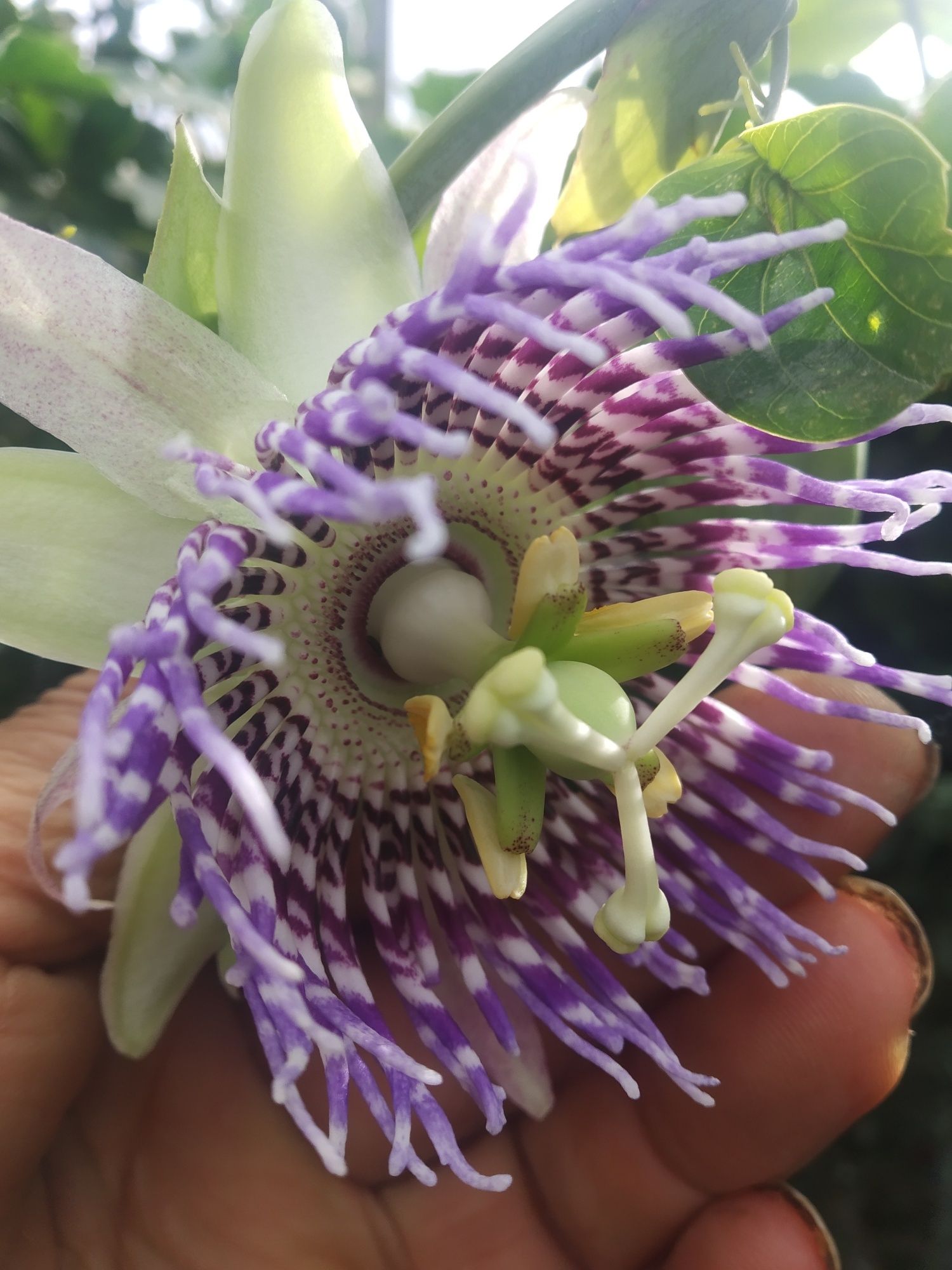 Plantas Maracujá Granadilha. Resistente às intempéries