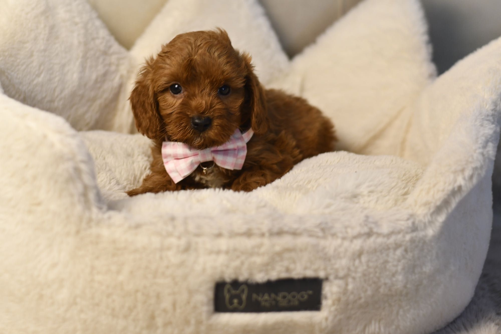 Cavapoo F1 RED BROWN wyjątkowa dziewczynka gotowa do odbioru