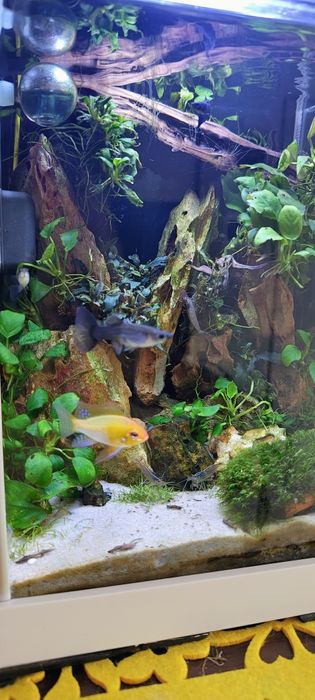 Sprzedam akwarium Fluval spec 10  komplet okazja tak jak na foto.