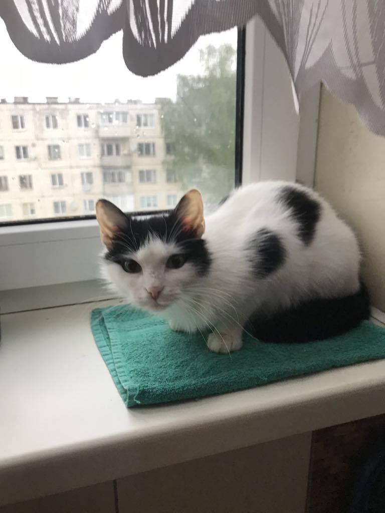 Кішка. Кіт. Кошеня.