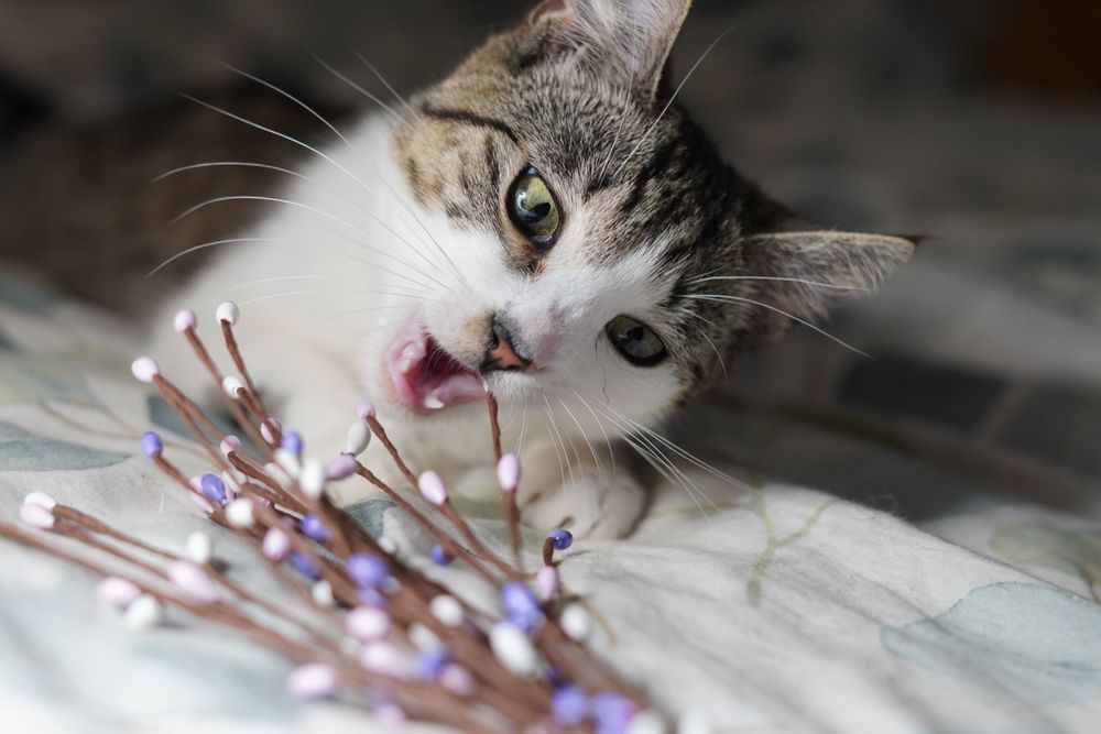 Juleczka- dorosła kotka wielkości kociaka szuka cierpliwego domu